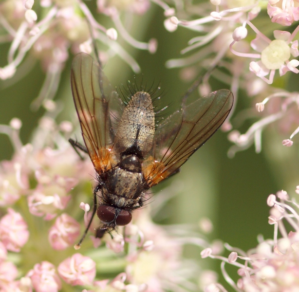 Thricops sp. (Muscidae)